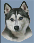 (image for) Siberian Husky (No Background)